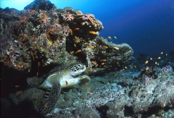 Turtle in Maldive's sea by Cristian Umili 